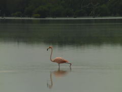 Phoenicopterus ruber