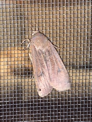Abagrotis alternata