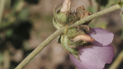 Malacothamnus enigmaticus