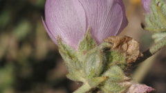 Malacothamnus enigmaticus