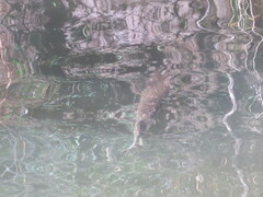 Lepisosteus platyrhincus