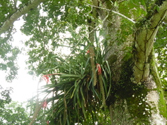 Aechmea bracteata