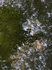 Liquidambar styraciflua