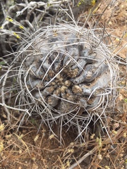 Eriosyce crispa carrizalensis