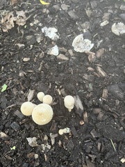 Lycoperdon pratense