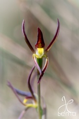 Lyperanthus suaveolens