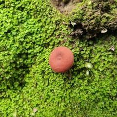Lactarius eucalypti