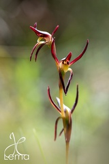 Lyperanthus suaveolens