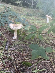 Amanita multisquamosa