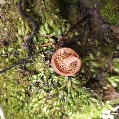 Lactarius eucalypti