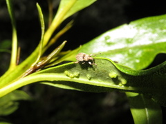 Chalepistes compressus