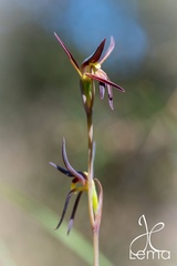 Lyperanthus suaveolens