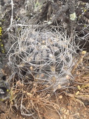 Eriosyce crispa carrizalensis