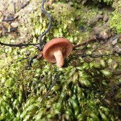 Lactarius eucalypti