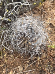 Eriosyce crispa carrizalensis