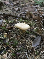 Cantharellus formosus