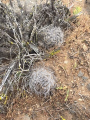 Eriosyce crispa carrizalensis