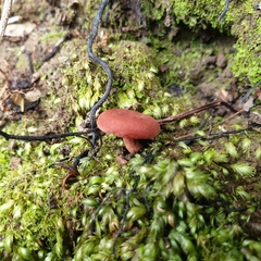 Lactarius eucalypti