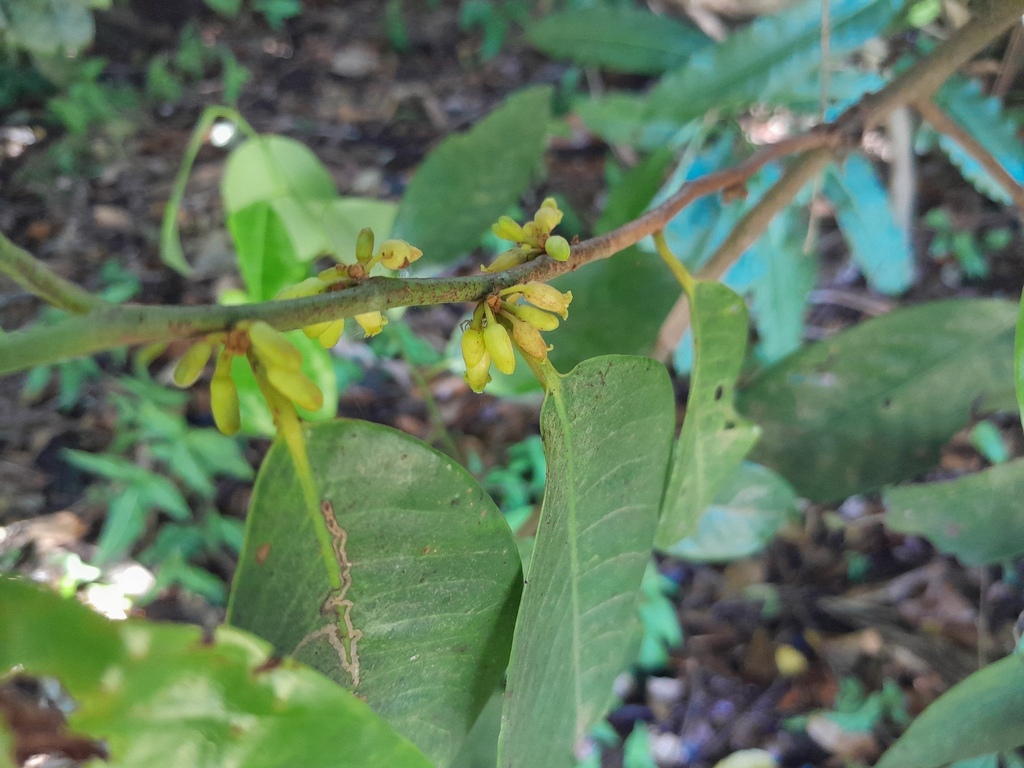 Myristica globosa (Myristica globosa)