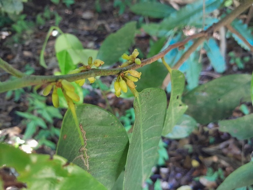 Myristica globosa (Myristica globosa)