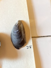 Mytilus edulis