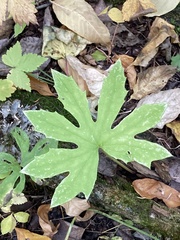 Petasites frigidus