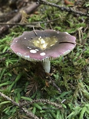 Russula occidentalis