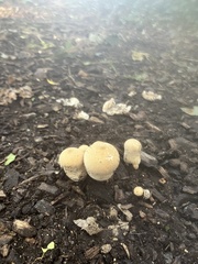 Lycoperdon pratense