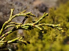Halocarpus bidwillii