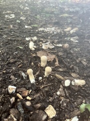 Lycoperdon pratense