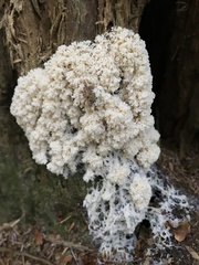 Fuligo septica