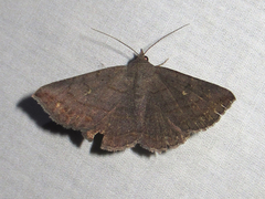 Lesmone griseipennis