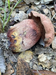 Xerocomellus dryophilus