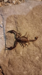 Euscorpius sicanus