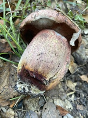 Xerocomellus dryophilus