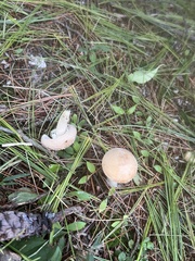 Amanita multisquamosa