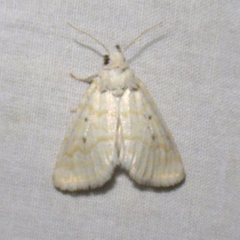Lythrodes tripuncta
