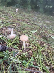 Amanita multisquamosa