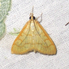 Pyraustini