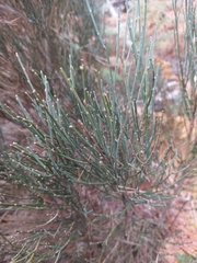 Cytisus oromediterraneus