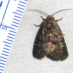 Paramiana smaragdina