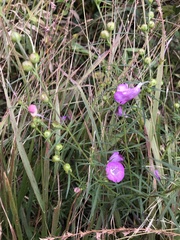 Agalinis purpurea