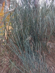 Cytisus oromediterraneus
