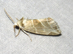 Plagiomimicus tepperi