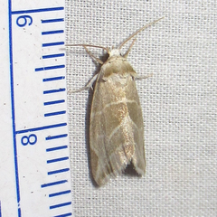 Plagiomimicus tepperi
