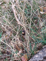 Lluciapomaresius stalii