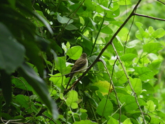 Turdus assimilis