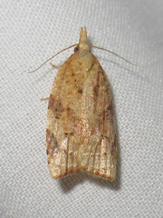 Platynota labiosana