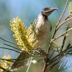 Philemon corniculatus