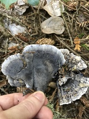 Hydnellum suaveolens